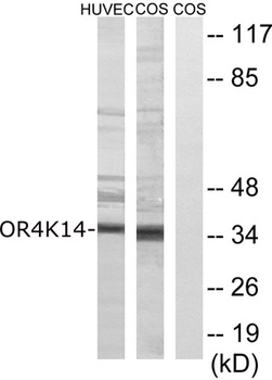 Olfactory receptor 4K14 rabbit pAb Antibody