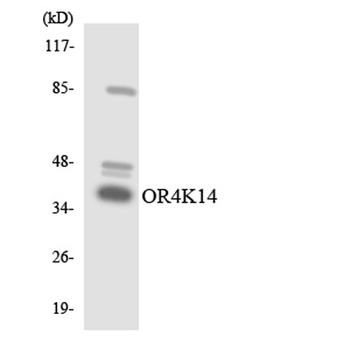 Olfactory receptor 4K14 rabbit pAb Antibody