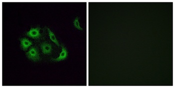Olfactory receptor 4P4 rabbit pAb Antibody
