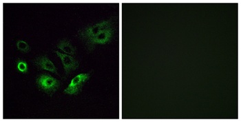 Olfactory receptor 4Q3 rabbit pAb Antibody