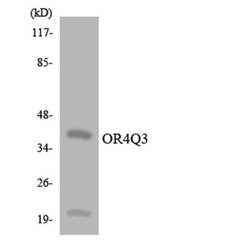 Olfactory receptor 4Q3 rabbit pAb Antibody