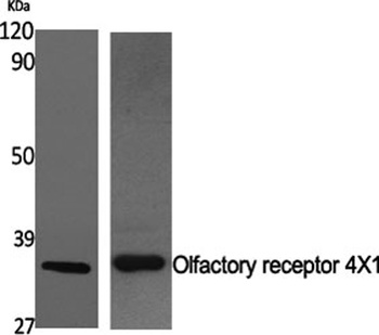 Olfactory receptor 4X1 rabbit pAb Antibody