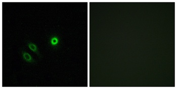 Olfactory receptor 4X1 rabbit pAb Antibody