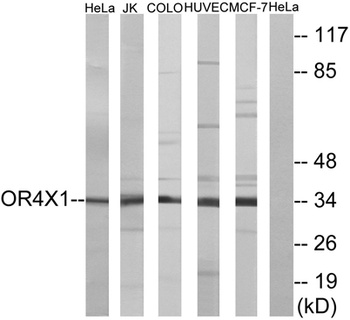 Olfactory receptor 4X1 rabbit pAb Antibody