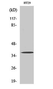Olfactory receptor 51B2 rabbit pAb Antibody