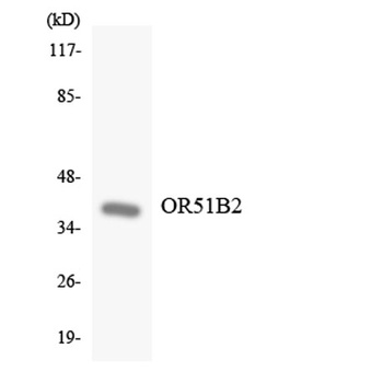 Olfactory receptor 51B2 rabbit pAb Antibody