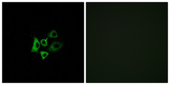 Olfactory receptor 51T1 rabbit pAb Antibody