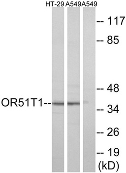 Olfactory receptor 51T1 rabbit pAb Antibody