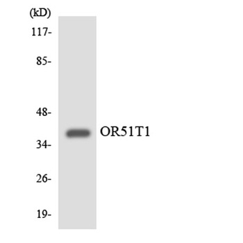 Olfactory receptor 51T1 rabbit pAb Antibody