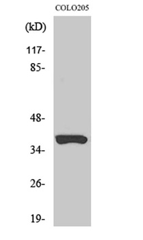 Olfactory receptor 52B2 rabbit pAb Antibody