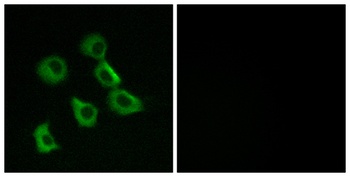 Olfactory receptor 52B2 rabbit pAb Antibody