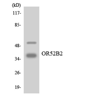 Olfactory receptor 52B2 rabbit pAb Antibody