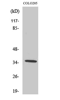 Olfactory receptor 52D1 rabbit pAb Antibody