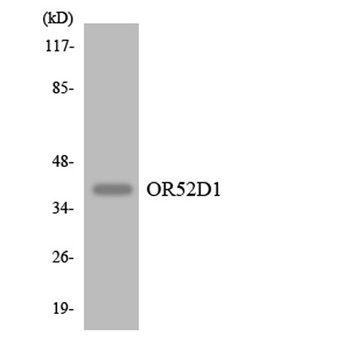 Olfactory receptor 52D1 rabbit pAb Antibody
