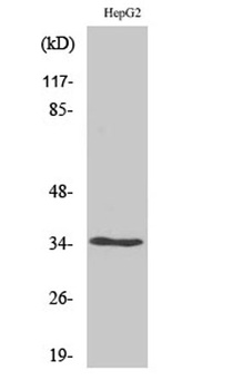 Olfactory receptor 52E4 rabbit pAb Antibody