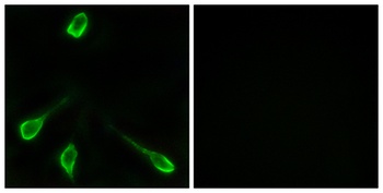 Olfactory receptor 52E4 rabbit pAb Antibody