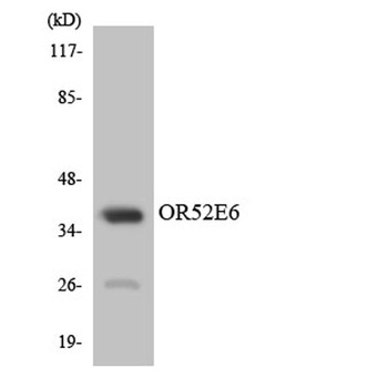 Olfactory receptor 52E6 rabbit pAb Antibody