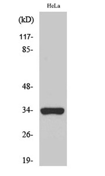 Olfactory receptor 52W1 rabbit pAb Antibody