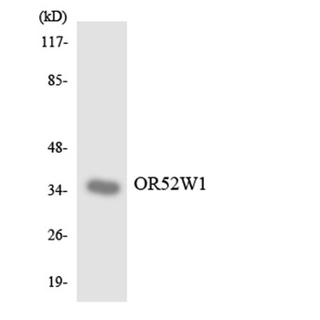 Olfactory receptor 52W1 rabbit pAb Antibody