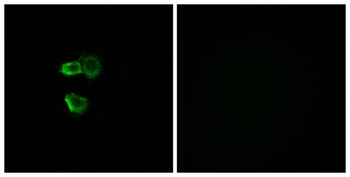 Olfactory receptor 56B4 rabbit pAb Antibody