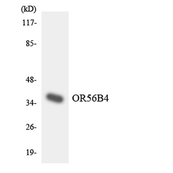 Olfactory receptor 56B4 rabbit pAb Antibody