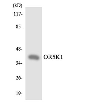 Olfactory receptor 5K1 rabbit pAb Antibody