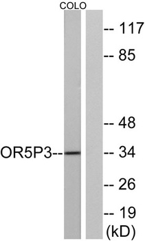 Olfactory receptor 5P3 rabbit pAb Antibody
