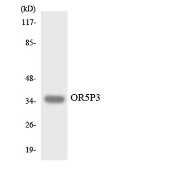 Olfactory receptor 5P3 rabbit pAb Antibody