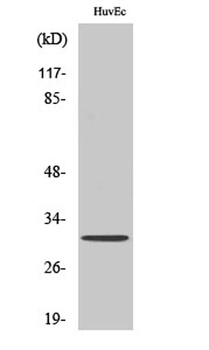 Olfactory receptor 6C68 rabbit pAb Antibody