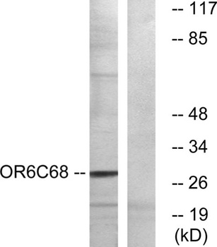 Olfactory receptor 6C68 rabbit pAb Antibody