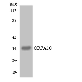 Olfactory receptor 7A10 rabbit pAb Antibody
