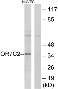 Olfactory receptor 7C2 rabbit pAb Antibody