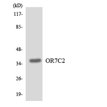Olfactory receptor 7C2 rabbit pAb Antibody