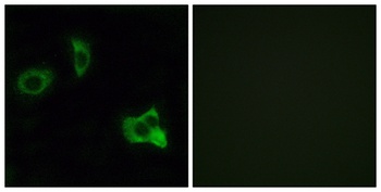 Olfactory receptor 8D1 rabbit pAb Antibody