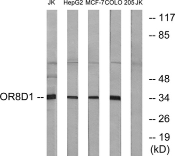 Olfactory receptor 8D1 rabbit pAb Antibody