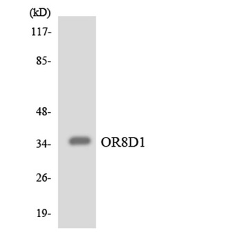 Olfactory receptor 8D1 rabbit pAb Antibody