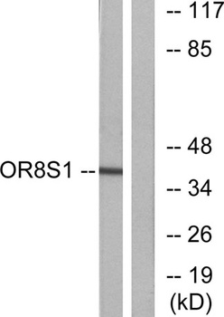 Olfactory receptor 8S1 rabbit pAb Antibody