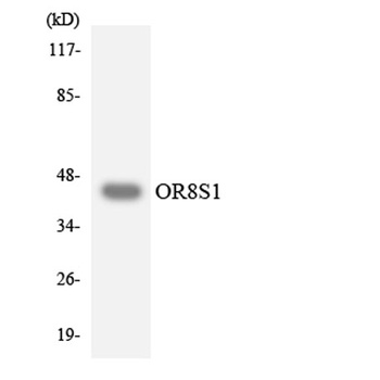 Olfactory receptor 8S1 rabbit pAb Antibody