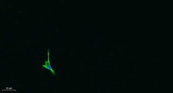 OPG rabbit pAb Antibody