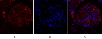 OPG rabbit pAb Antibody