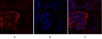 OPG rabbit pAb Antibody