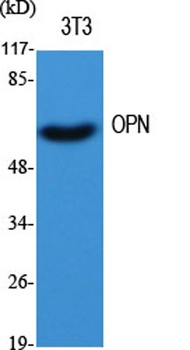 OPN rabbit pAb Antibody