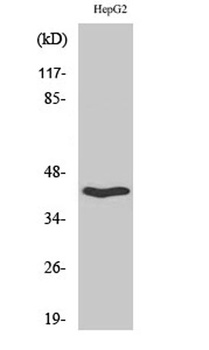 OX2R rabbit pAb Antibody