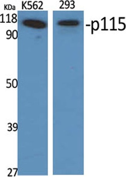p115 rabbit pAb Antibody