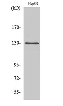p130 Cas rabbit pAb Antibody