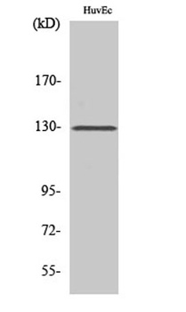 p130 Cas rabbit pAb Antibody