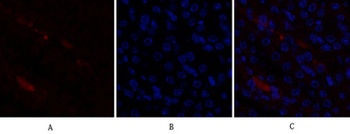 p21 rabbit pAb Antibody