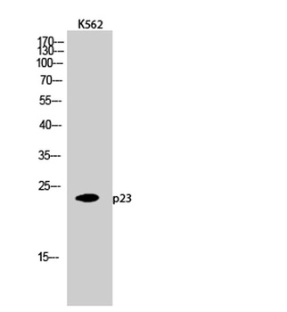 p23 rabbit pAb Antibody