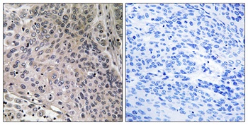 p23 rabbit pAb Antibody