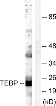 p23 rabbit pAb Antibody